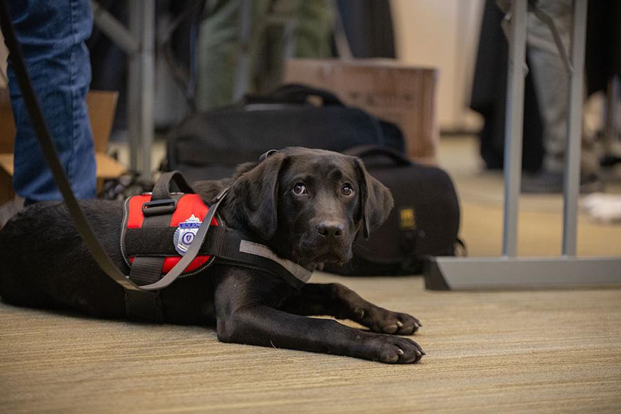 Beacon and his new police badge